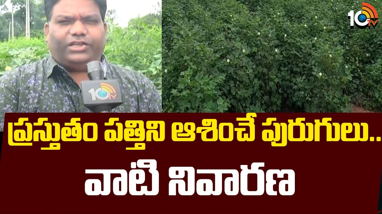 Cotton Crop : ప్రస్తుతం పత్తిని ఆశించే పురుగులు..వాటి నివారణ Cotton Crop : ప్రస్తుతం పత్తిని ఆశించే పురుగులు..వాటి నివారణ