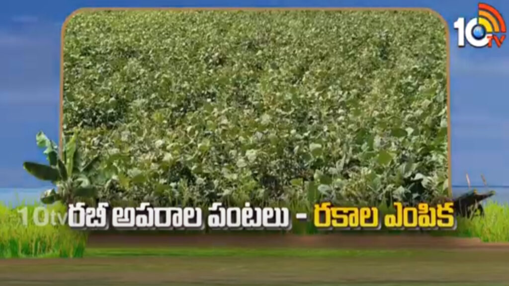 Crop Varieties Suitable For Rabi Session