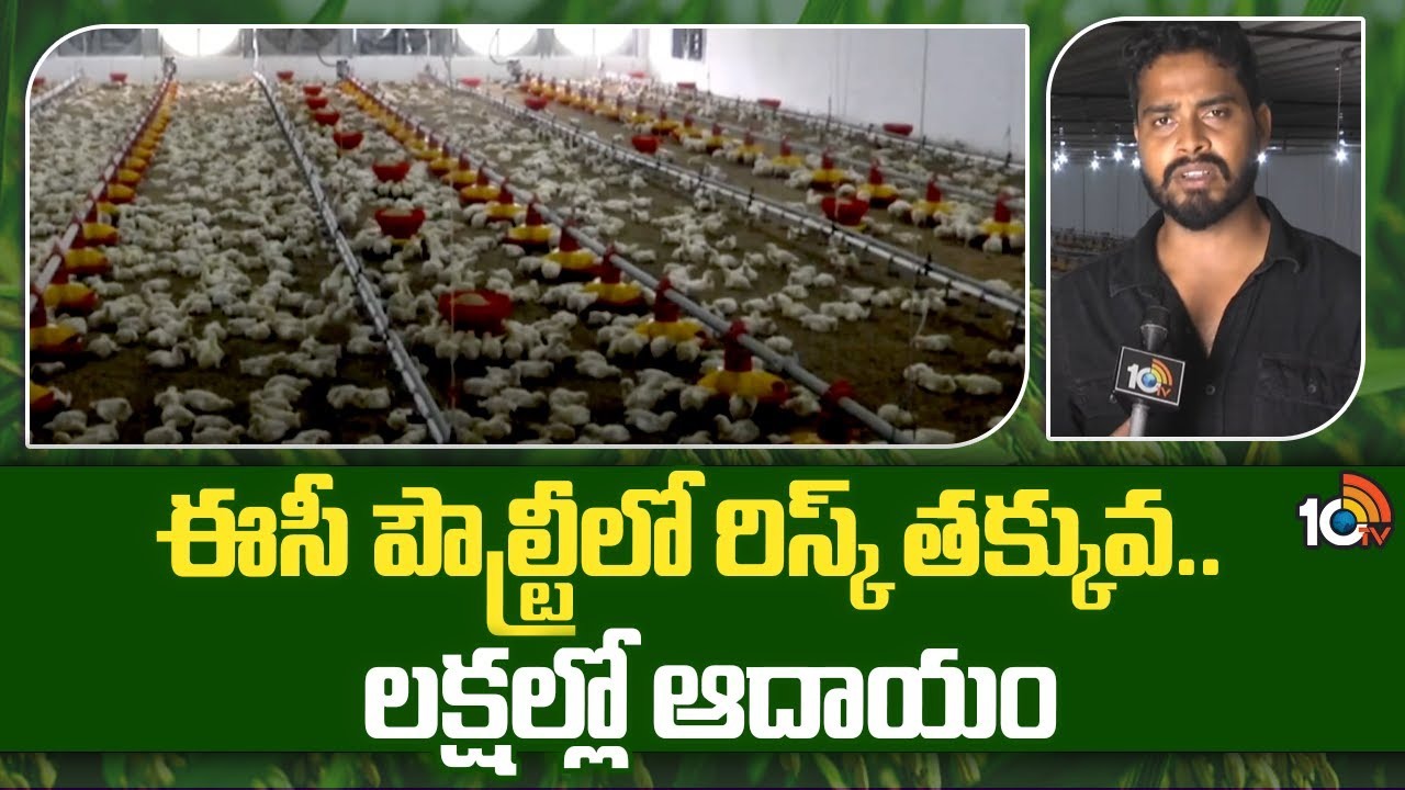 EC Poultry Farm : ఈసీ పౌల్ట్రీలో రిస్క్ తక్కువ.. లక్షల్లో ఆదాయం EC Poultry Farm : ఈసీ పౌల్ట్రీలో రిస్క్ తక్కువ.. లక్షల్లో ఆదాయం
