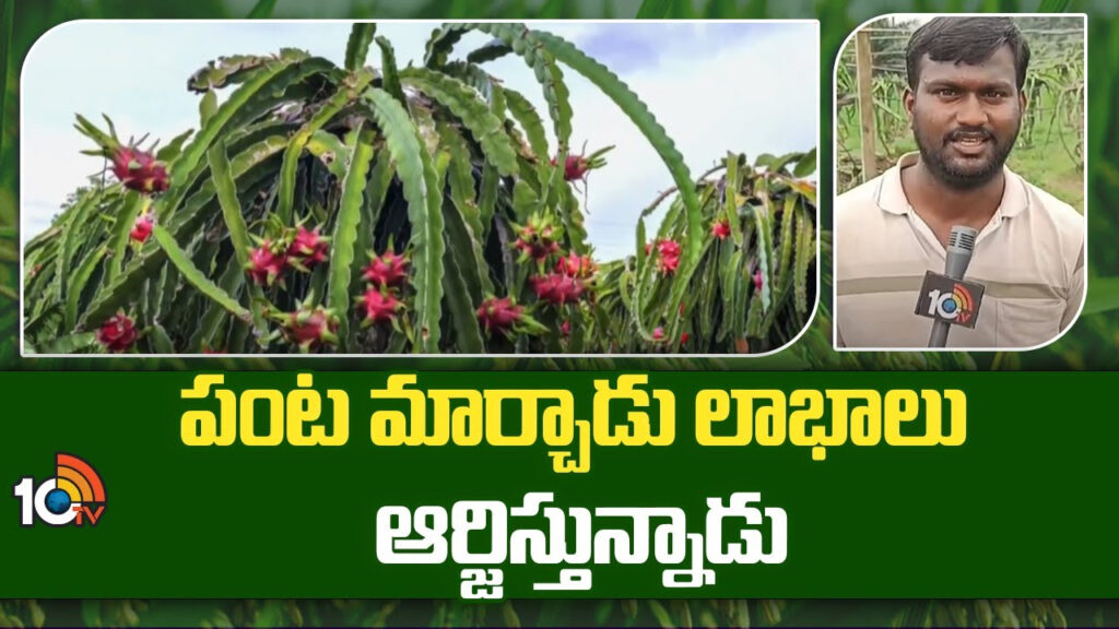 Farmer Earns Huge Profit With Dragon Fruit Cultivation