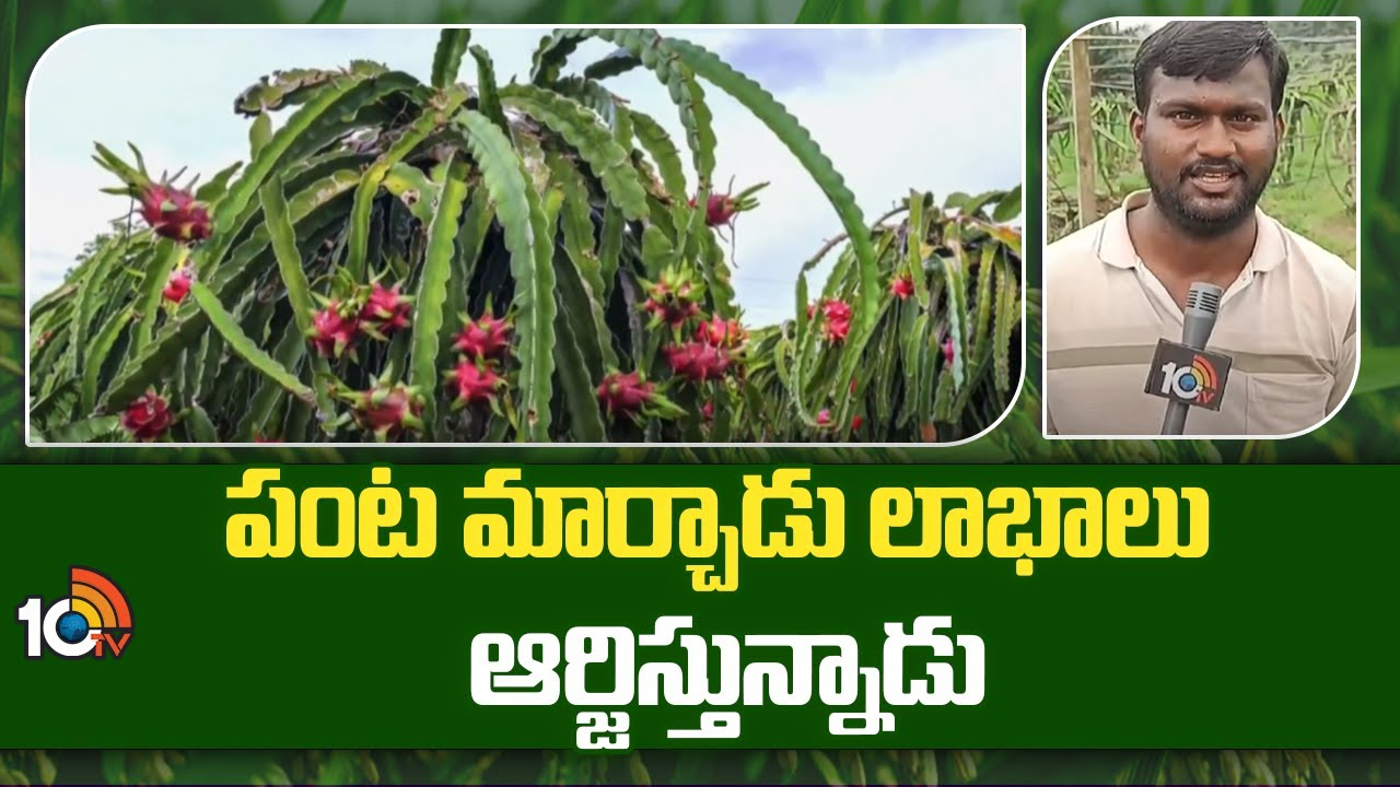 Dragon Fruit Cultivation : ప్రకృతి విధానంలో డ్రాగన్ ఫ్రూట్ సాగు.. పంట మార్చాడు.. లాభాలు ఆర్జిస్తున్నాడు Dragon Fruit Cultivation : ప్రకృతి విధానంలో డ్రాగన్ ఫ్రూట్ సాగు.. పంట మార్చాడు.. లాభాలు ఆర్జిస్తున్నాడు