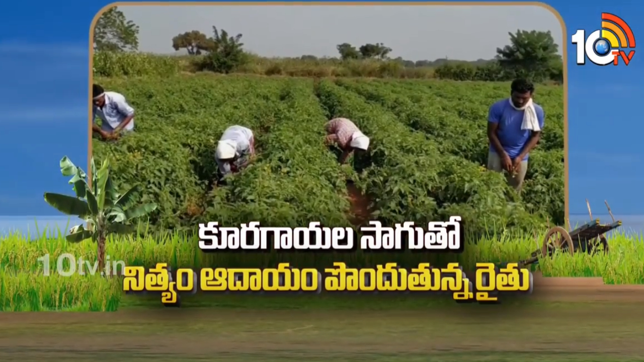 Vegetable Cultivation : కూరగాయల సాగుతో నిత్యం ఆదాయం పొందుతున్న రైతు Vegetable Cultivation : కూరగాయల సాగుతో నిత్యం ఆదాయం పొందుతున్న రైతు