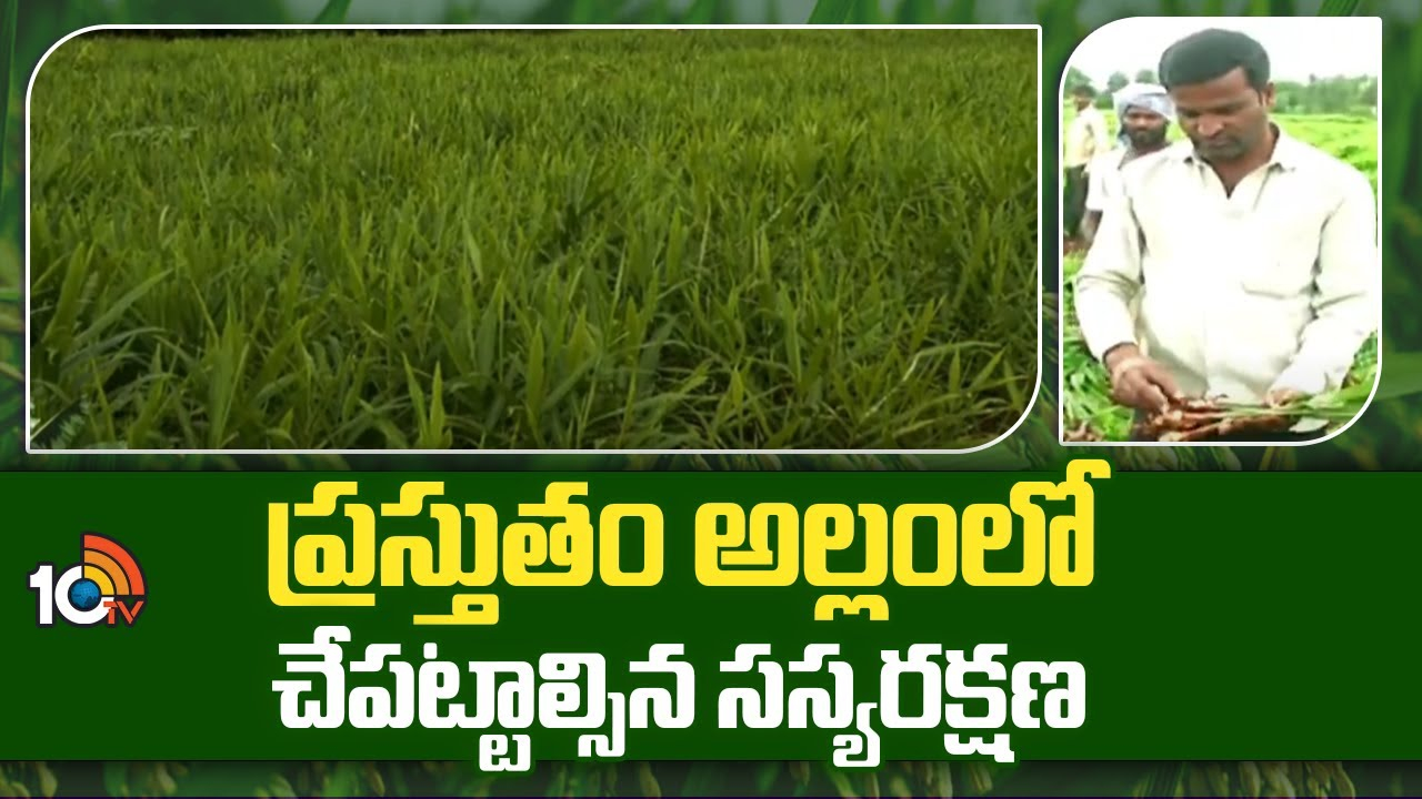 Ginger Crop Farming : ప్రస్తుతం అల్లంలో చేపట్టాల్సిన సస్యరక్షణ Ginger Crop Farming : ప్రస్తుతం అల్లంలో చేపట్టాల్సిన సస్యరక్షణ