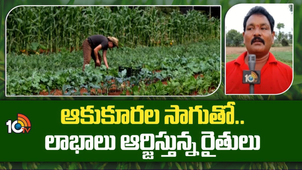 Green Leafy Vegetables Cultivation