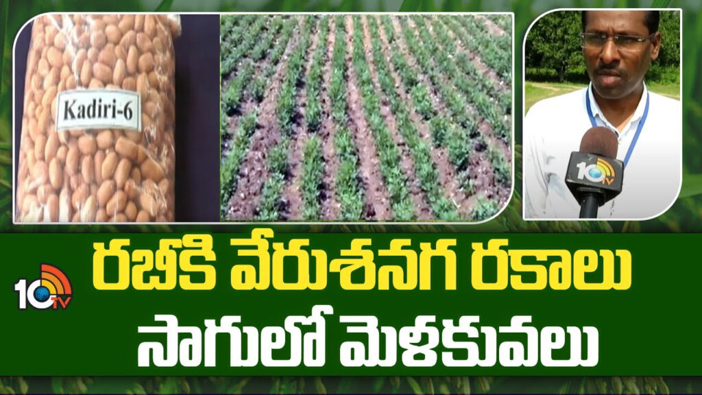 Groundnut Cultivation In Rabi