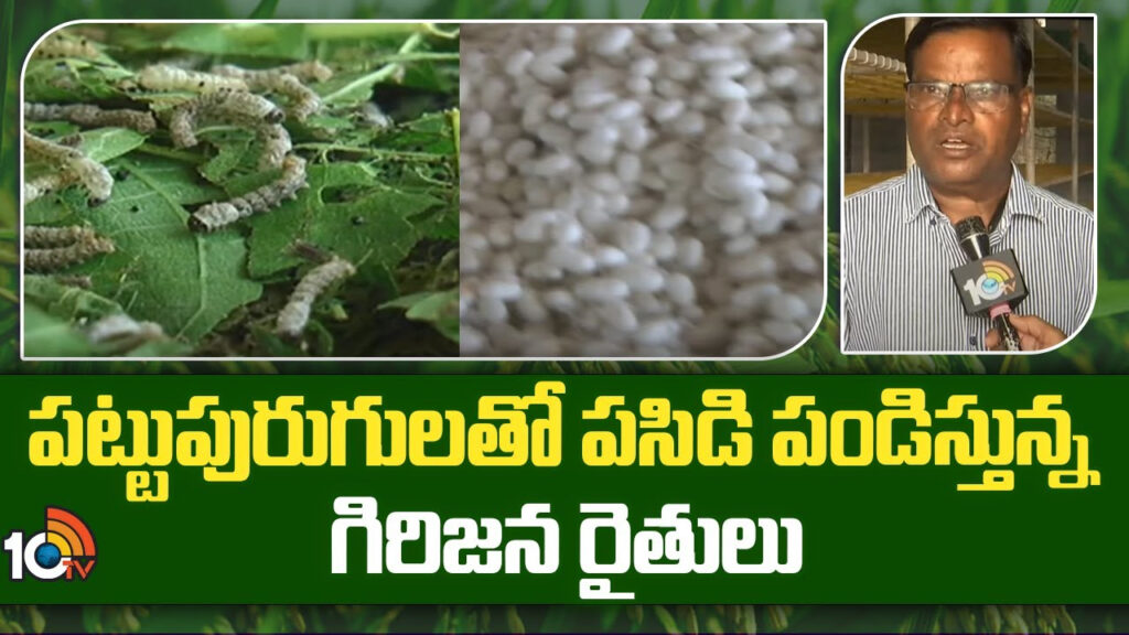 High Profits In SilkWorms