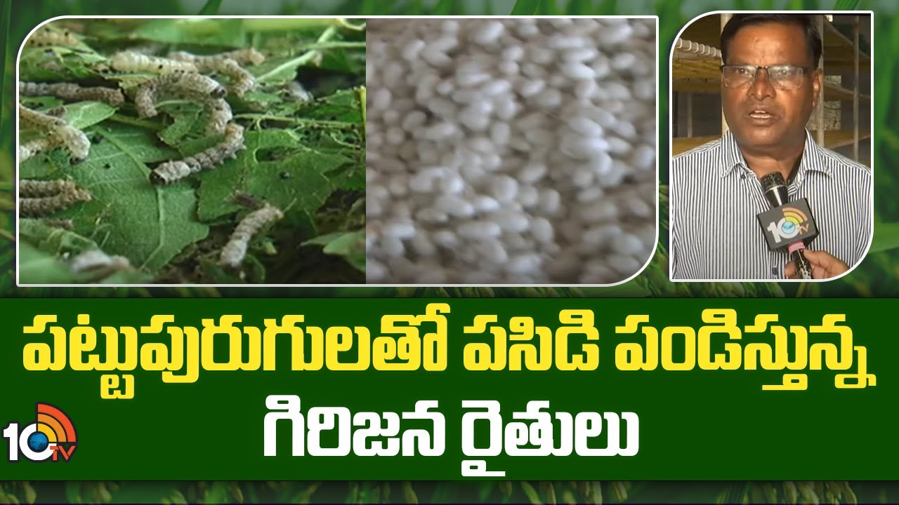 SilkWorms Farming : పట్టుపురుగులతో పసిడి పండిస్తున్న గిరిజన రైతులు SilkWorms Farming : పట్టుపురుగులతో పసిడి పండిస్తున్న గిరిజన రైతులు