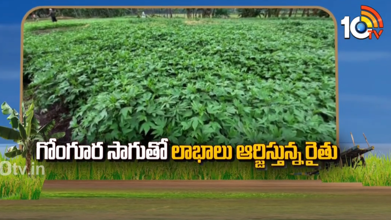 Gongura Cultivation : గోంగూర సాగుతో లాభాలు ఆర్జిస్తున్న రైతు Gongura Cultivation : గోంగూర సాగుతో లాభాలు ఆర్జిస్తున్న రైతు
