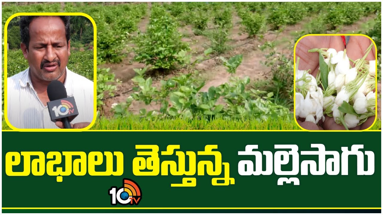 Jasmine Farming : అన్ సీజన్లో మల్లె పూల దిగుబడులు – అధిక ధరతో ఆనందంలో రైతులు Jasmine Farming : అన్ సీజన్లో మల్లె పూల దిగుబడులు – అధిక ధరతో ఆనందంలో రైతులు