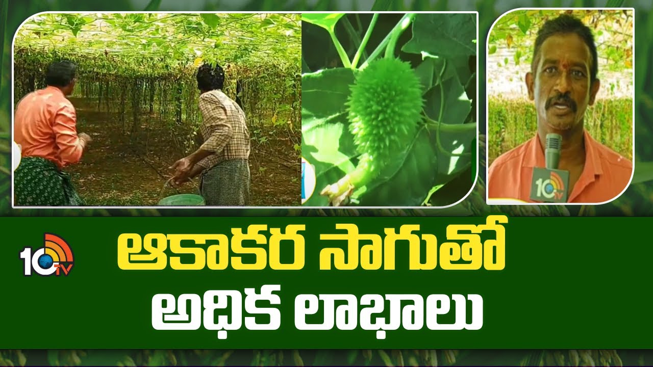 Boda Kakarakaya Cultivation : ఆకాకర సాగుతో అధిక లాభాలు Boda Kakarakaya Cultivation : ఆకాకర సాగుతో అధిక లాభాలు