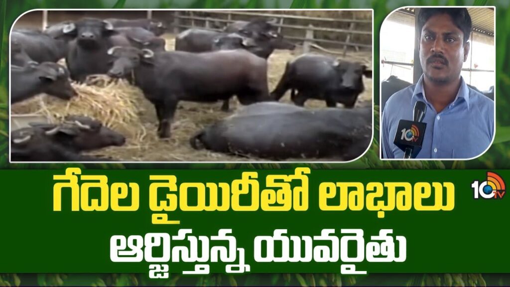 Huge Profits In Buffalo Dairy Farm