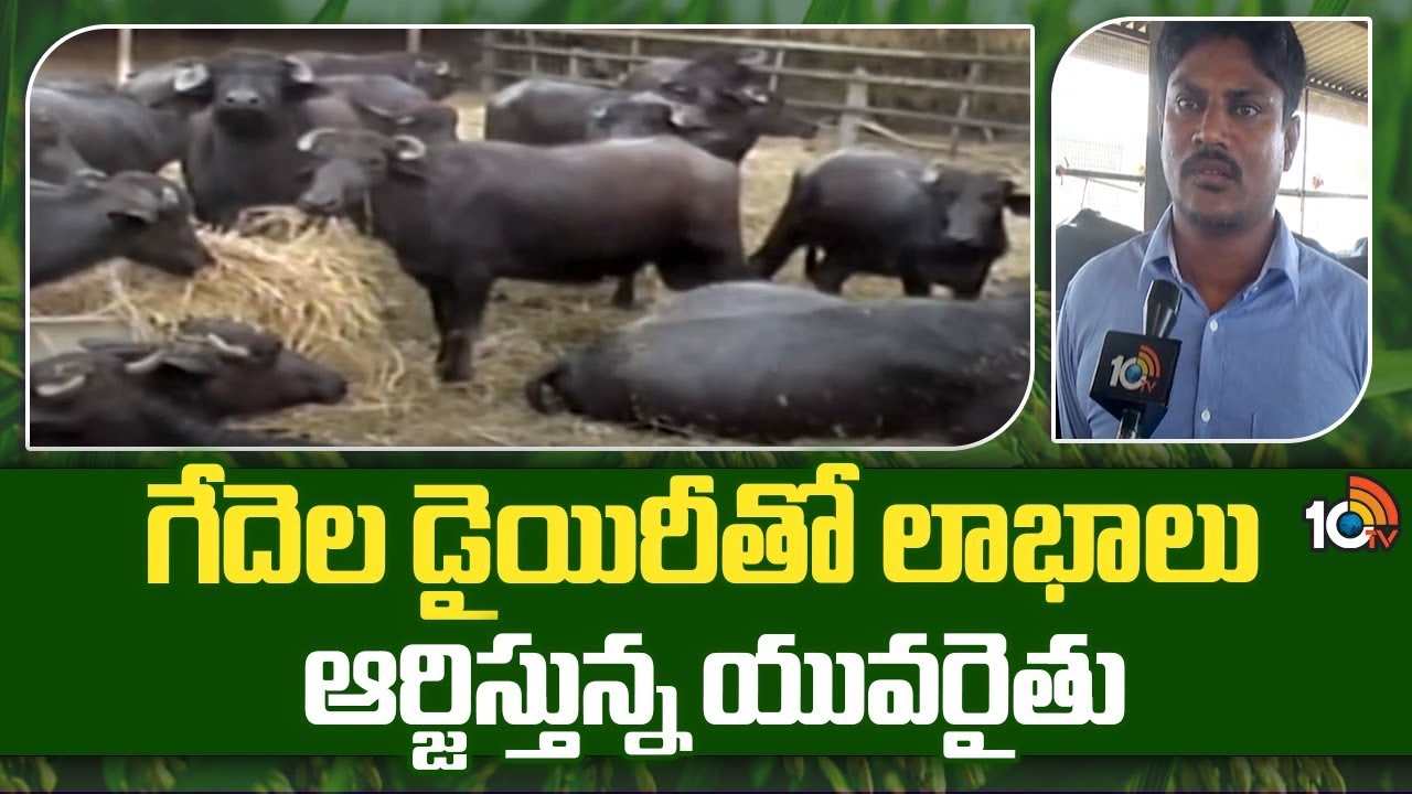 Dairy Farm : గేదెల డెయిరీతో ఆదర్శంగా నిలుస్తున్న పశ్చిమగోదావరి జిల్లా రైతు Dairy Farm : గేదెల డెయిరీతో ఆదర్శంగా నిలుస్తున్న పశ్చిమగోదావరి జిల్లా రైతు
