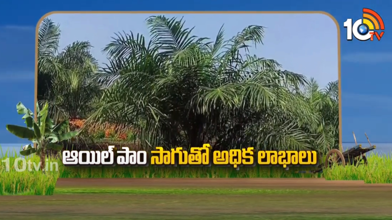 Oil Palm Farming : ఆయిల్ పాం సాగుతో అధిక లాభాలు Oil Palm Farming : ఆయిల్ పాం సాగుతో అధిక లాభాలు