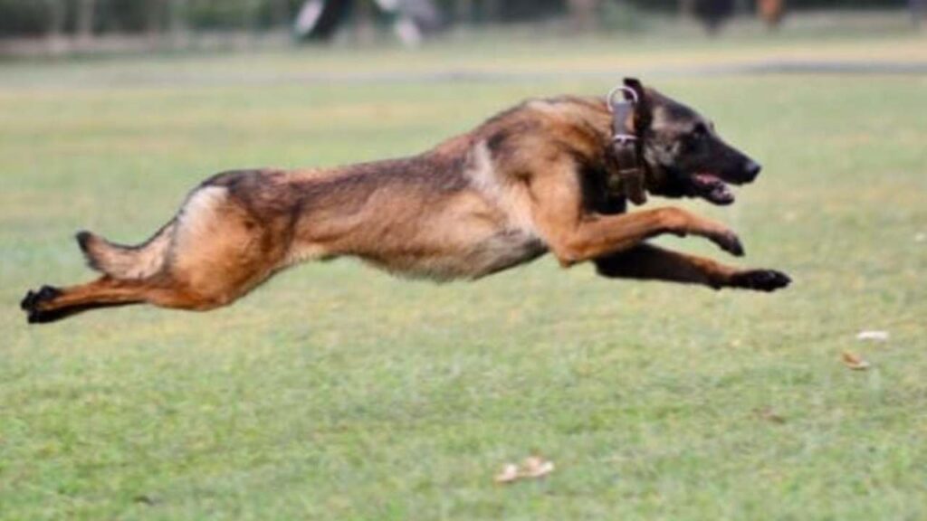 Indian Army Dog Phantom
