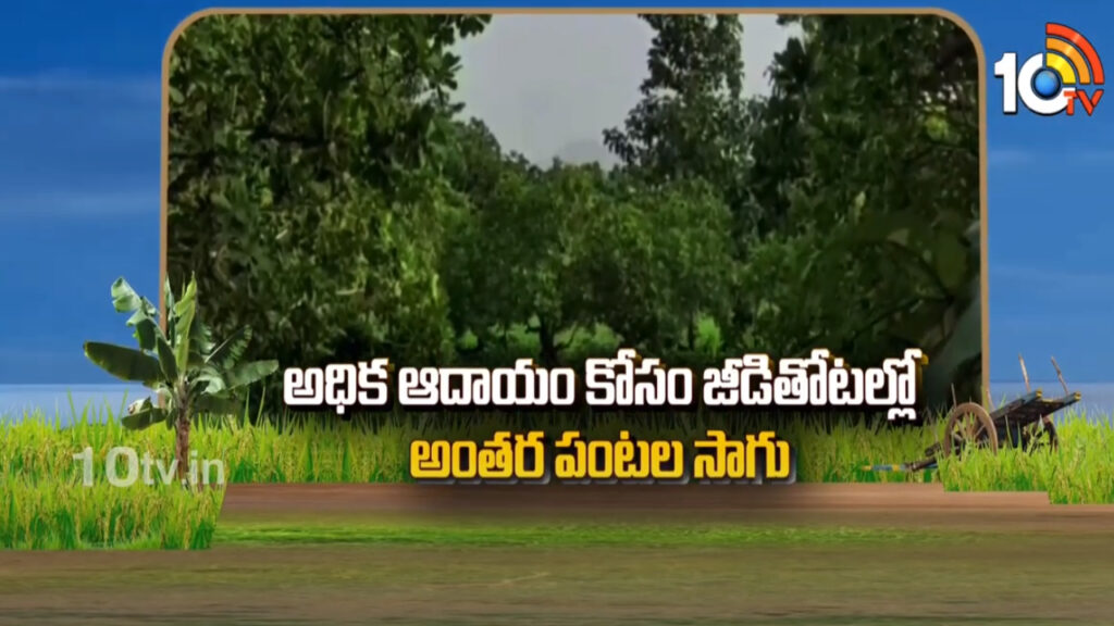 Inter Crops In Cashew Plantation