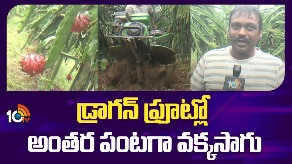 Intercropping in Dragon Fruit Farming