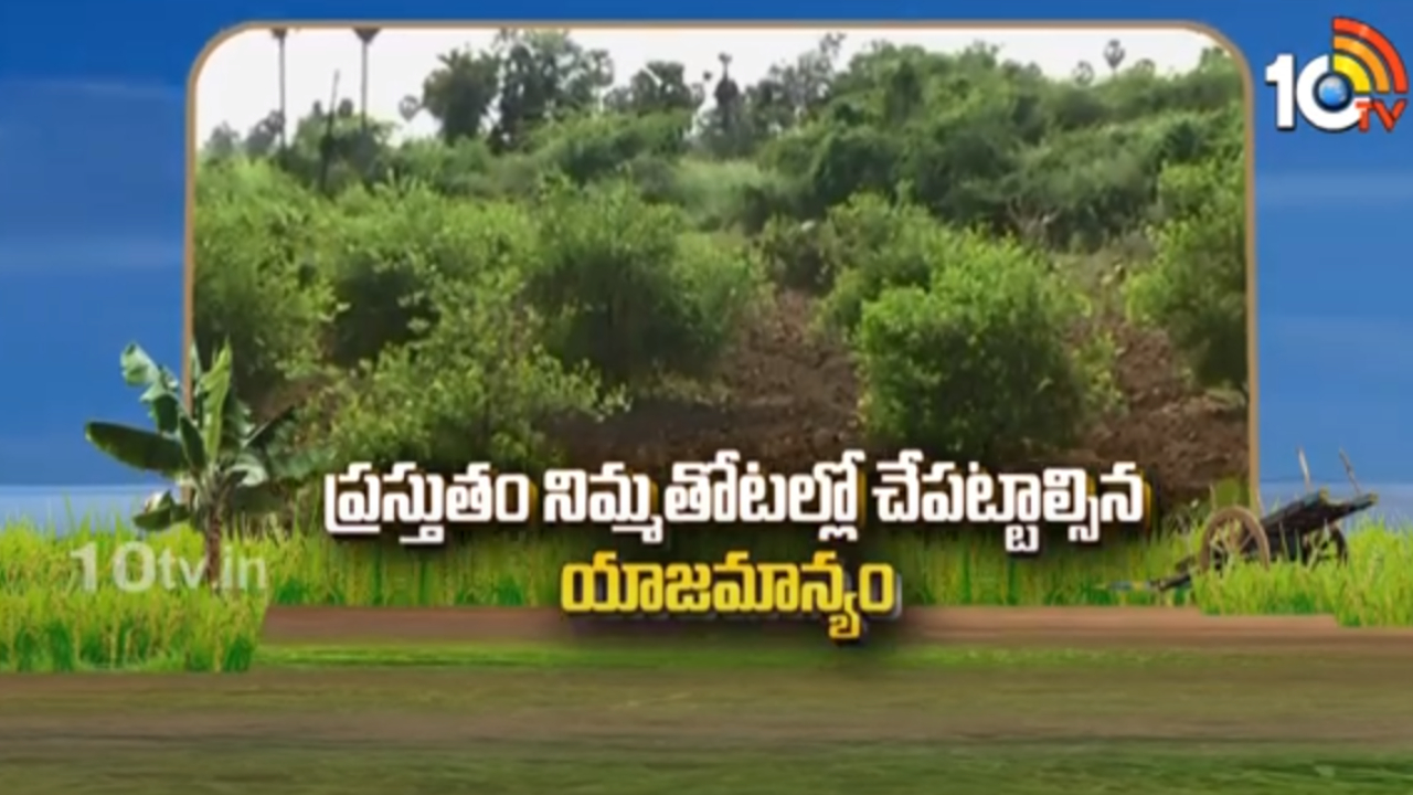 Lemon Farming Methods : నిమ్మతోటల్లో పూత నియంత్రణ యాజమాన్యం.. అధిక దిగుబడులకు మేలైన సూచనలు Lemon Farming Methods : నిమ్మతోటల్లో పూత నియంత్రణ యాజమాన్యం.. అధిక దిగుబడులకు మేలైన సూచనలు