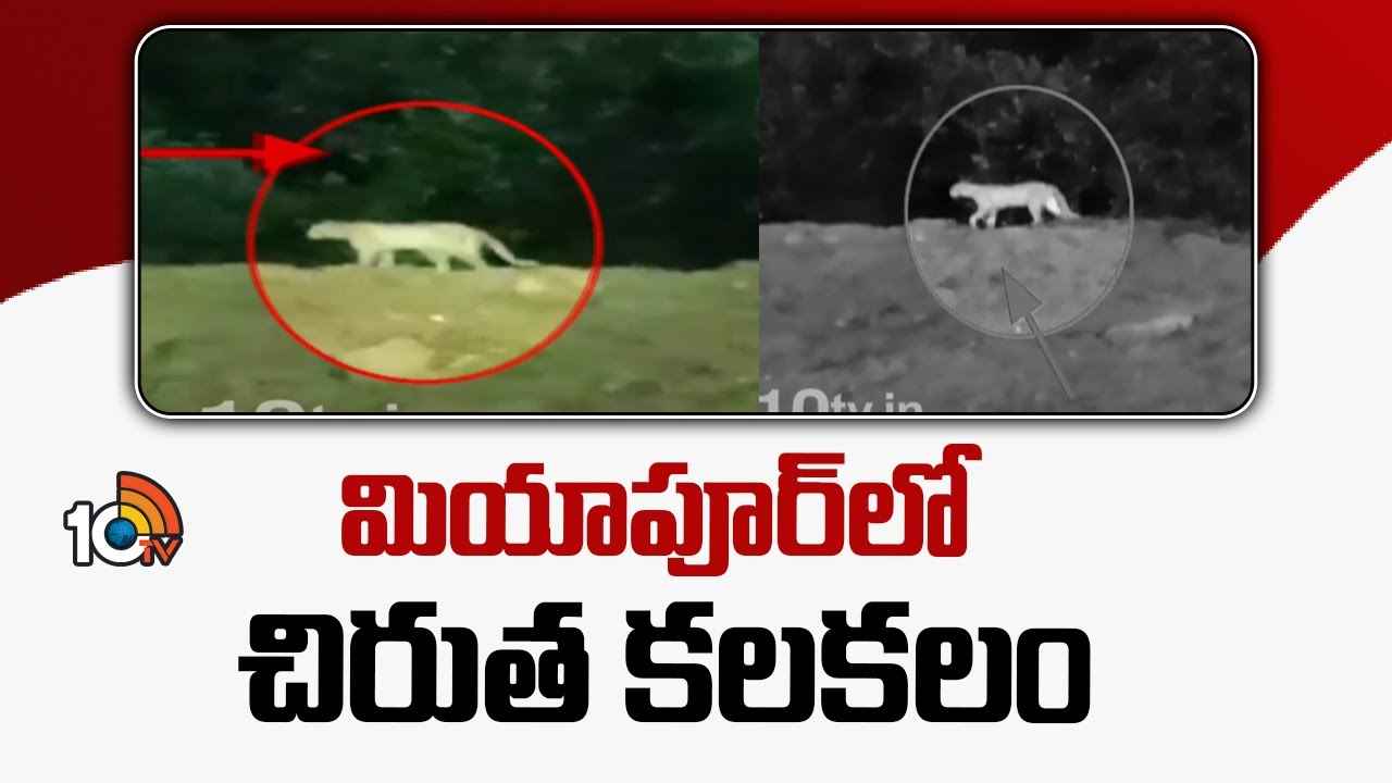 బాబోయ్..! హైదరాబాద్ మియాపూర్లో చిరుత సంచారం కలకలం..! వైరల్గా మారిన వీడియోలు.. బాబోయ్..! హైదరాబాద్ మియాపూర్లో చిరుత సంచారం కలకలం..! వైరల్గా మారిన వీడియోలు..