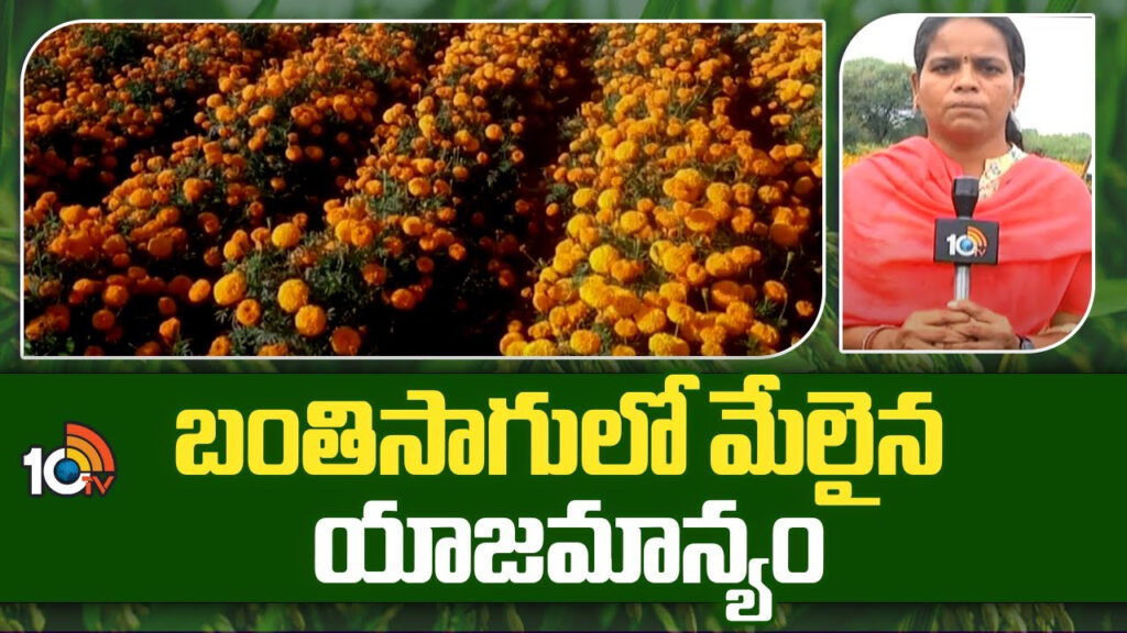 Marigold Cultivation