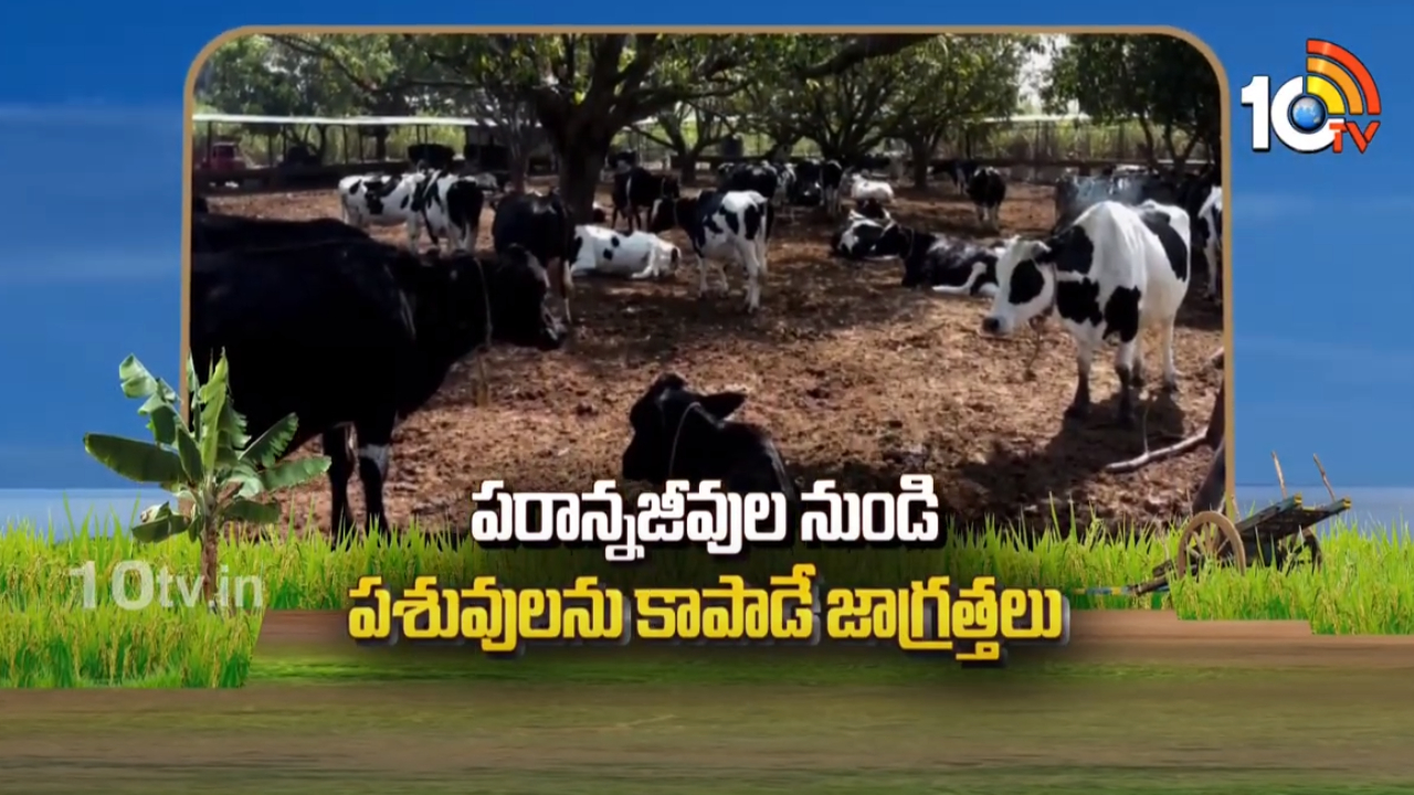 Cattle Farming Tips : పరాన్నజీవుల నుండి పశువులను కాపాడే జాగ్రత్తలు Cattle Farming Tips : పరాన్నజీవుల నుండి పశువులను కాపాడే జాగ్రత్తలు