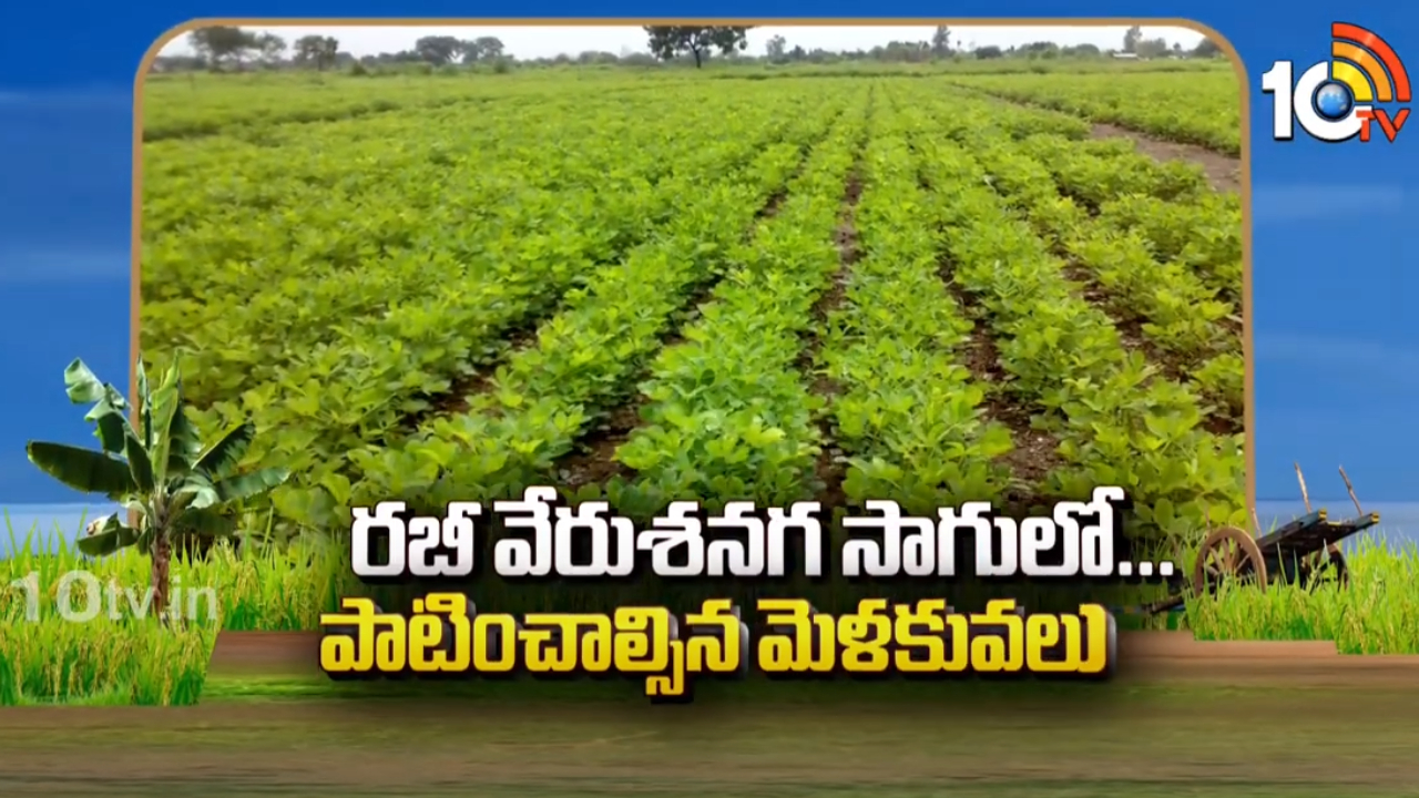 Groundnut Cultivation : వేరుశనగ విత్తుకునే చివరి సమయం.. అధిక దిగుబడులకోసం సాగులో మెళకువలు Groundnut Cultivation : వేరుశనగ విత్తుకునే చివరి సమయం.. అధిక దిగుబడులకోసం సాగులో మెళకువలు