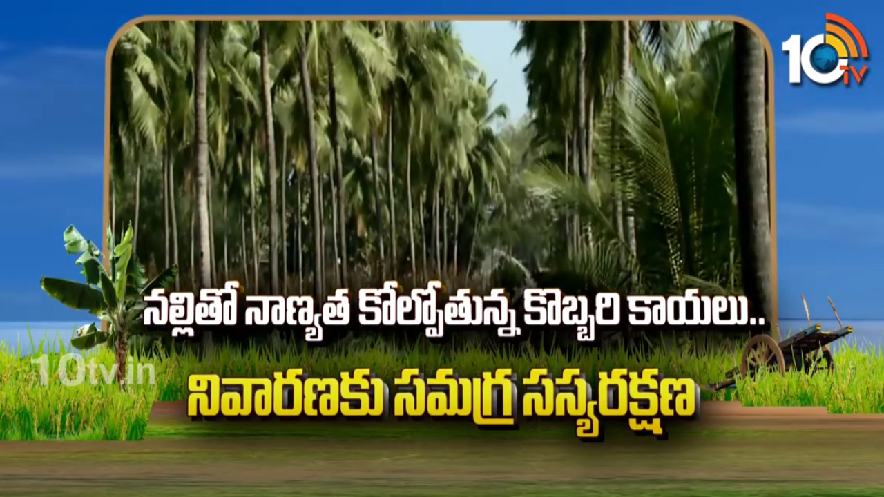 Coconut Cultivation : కొబ్బరి తోటలను పట్టి పీడిస్తున్న చీడపీడలు – నివారణకు సమగ్ర యాజమాన్యం Coconut Cultivation : కొబ్బరి తోటలను పట్టి పీడిస్తున్న చీడపీడలు – నివారణకు సమగ్ర యాజమాన్యం