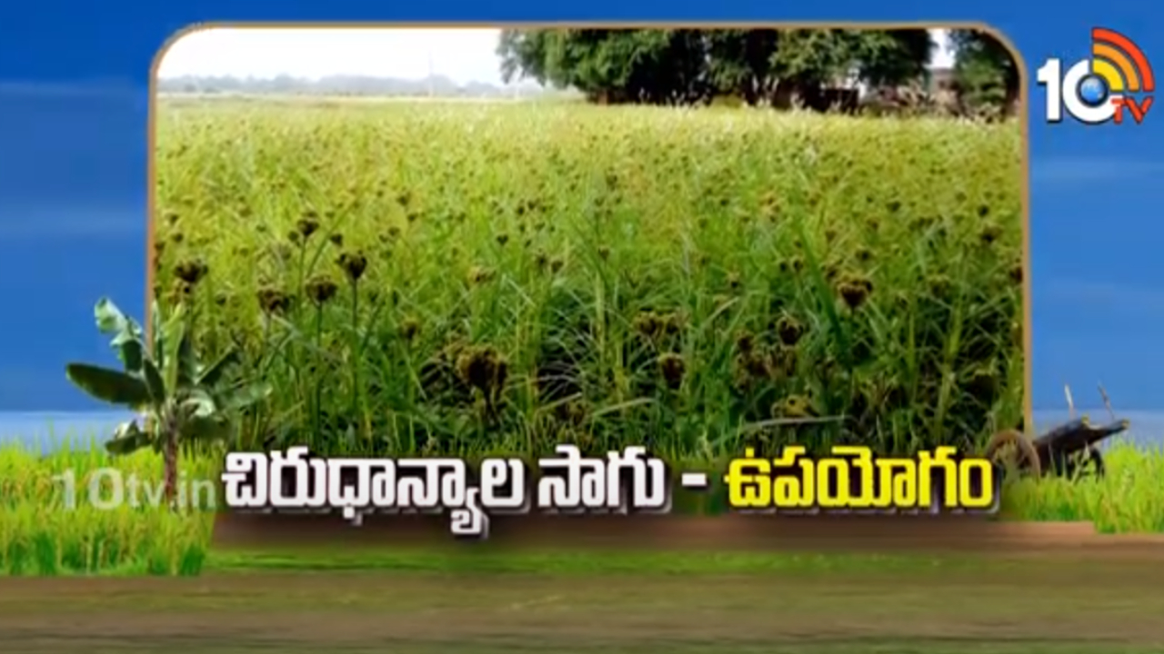 Millet Cultivation : చిరుధాన్యాల సాగుతో రైతులకు ఆర్ధిక భరోసా Millet Cultivation : చిరుధాన్యాల సాగుతో రైతులకు ఆర్ధిక భరోసా