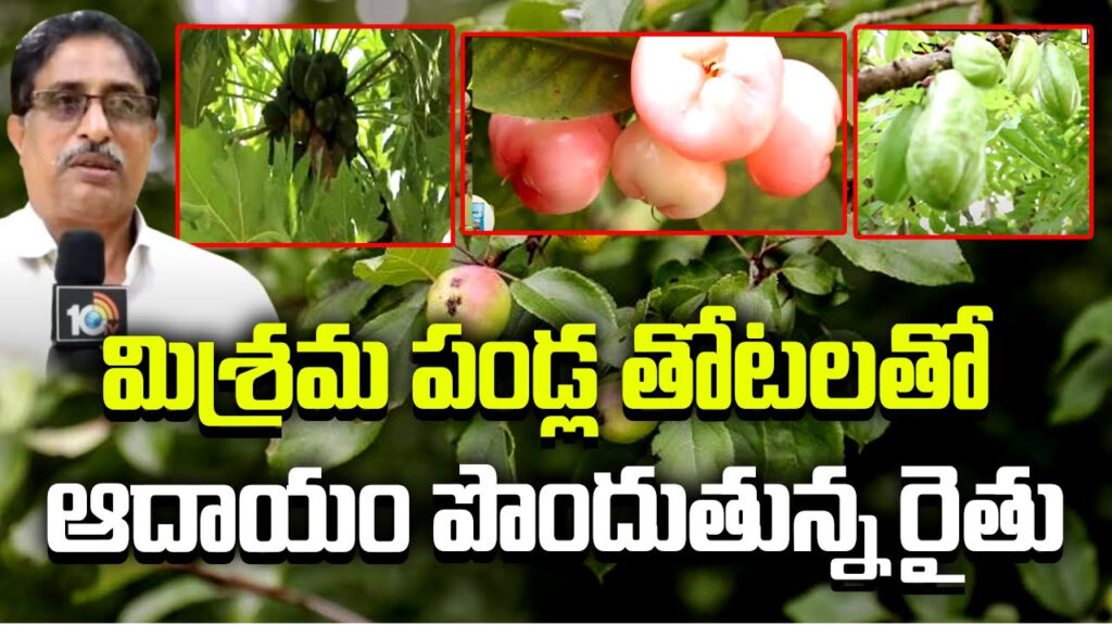 Mixed Fruits Cultivation