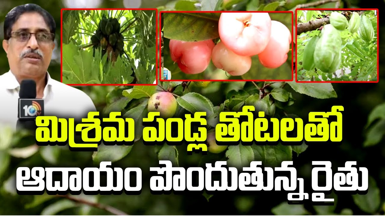 Mixed Fruits Cultivation : మిశ్రమ పండ్ల తోటలతో ఆదాయం పొందుతున్న రైతు Mixed Fruits Cultivation : మిశ్రమ పండ్ల తోటలతో ఆదాయం పొందుతున్న రైతు