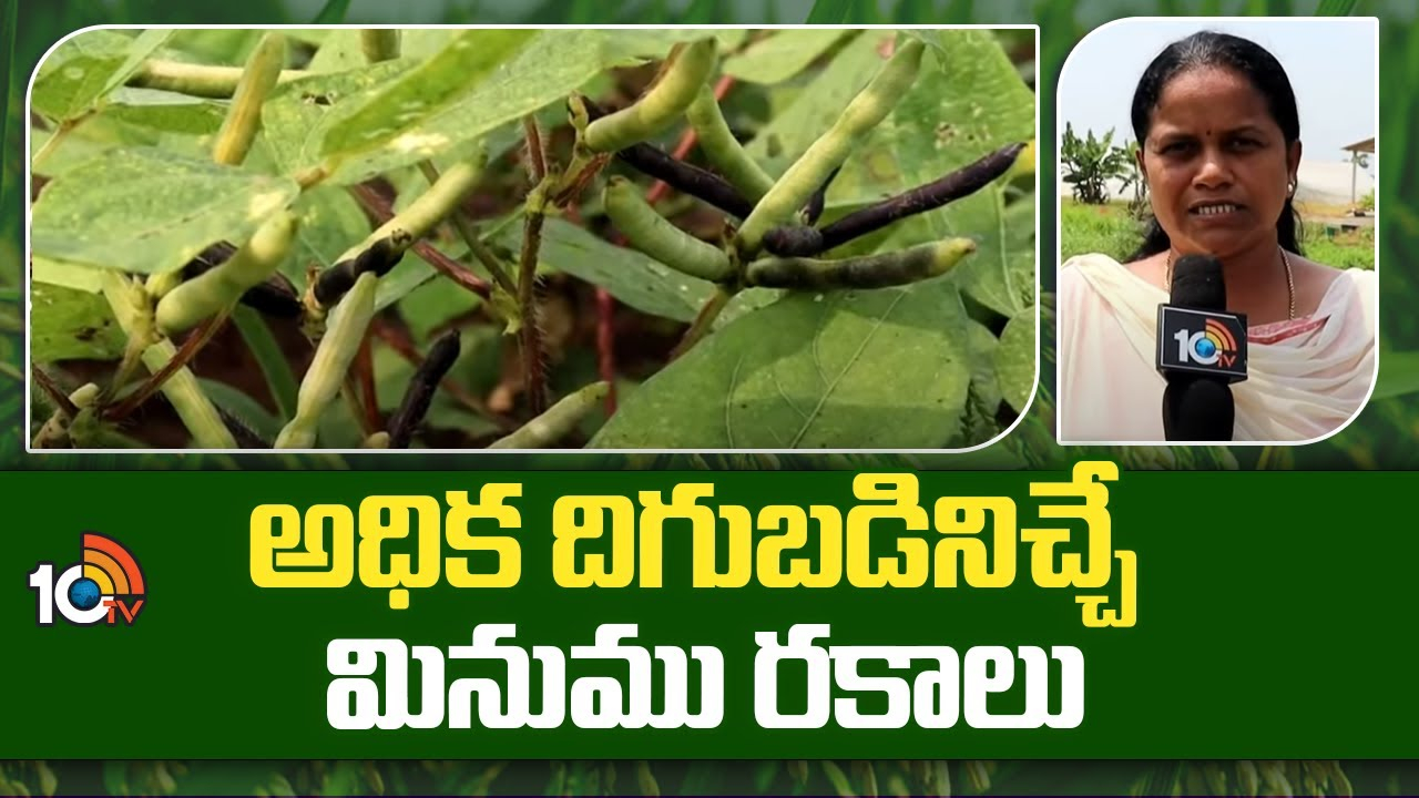 Blackgram Varieties : అధిక దిగుబడినిచ్చే మినుము రకాలు Blackgram Varieties : అధిక దిగుబడినిచ్చే మినుము రకాలు