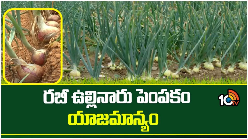 Ownership of Rabi Ullinaru Cultivation