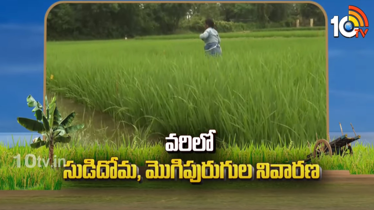 Paddy Crop : వరిలో సుడిదోమ, మొగిపురుగుల నివారణ Paddy Crop : వరిలో సుడిదోమ, మొగిపురుగుల నివారణ