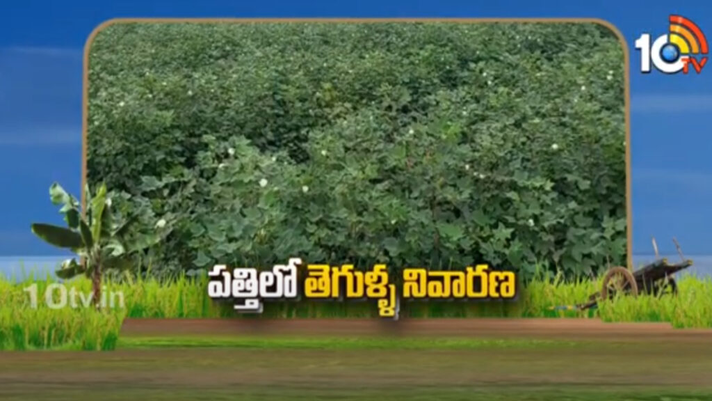 Pest Control In Cotton Crop