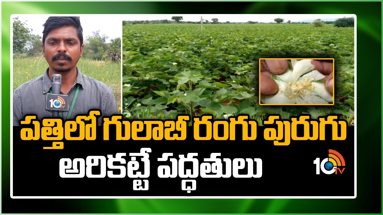 Cotton Cultivation : పత్తిలో గులాబి పురుగుల ఉధృతి – నివారణకు శాస్త్రవేత్తల సూచనలు Cotton Cultivation : పత్తిలో గులాబి పురుగుల ఉధృతి – నివారణకు శాస్త్రవేత్తల సూచనలు