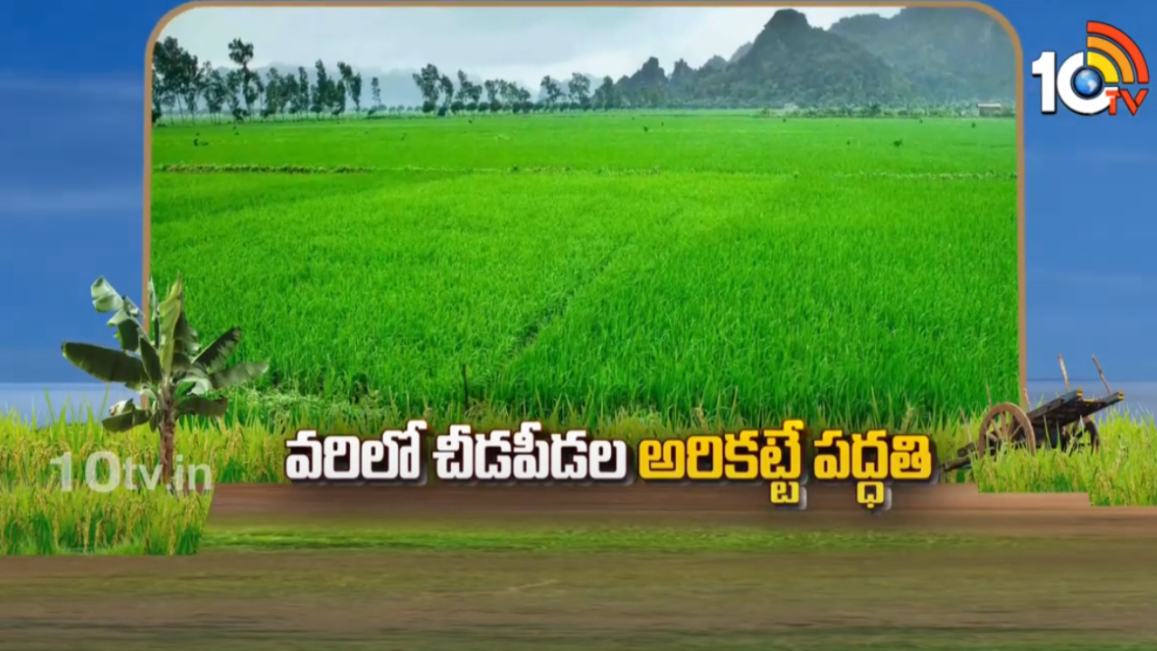 Paddy Cultivation : ప్రస్తుతం వరిపైరుకు ఆశించిన చీడపీడలు.. నివారణకు సస్యరక్షణ చర్యలు Paddy Cultivation : ప్రస్తుతం వరిపైరుకు ఆశించిన చీడపీడలు.. నివారణకు సస్యరక్షణ చర్యలు
