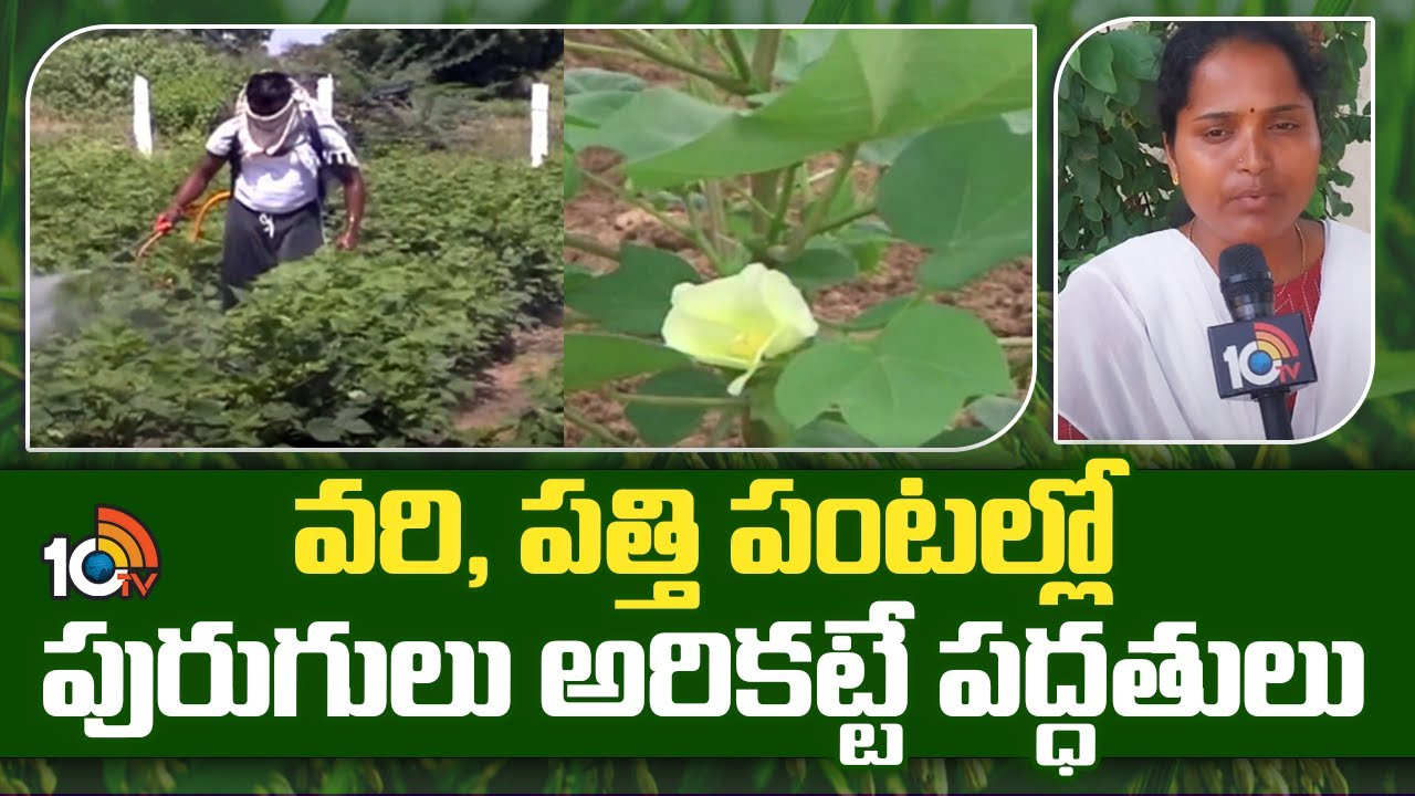 Pest Control Methods : వరి, పత్తి పంటల్లో పెరిగిన పురుగుల ఉధృతి – నివారణకు శాస్త్రవేత్తల సూచనలు Pest Control Methods : వరి, పత్తి పంటల్లో పెరిగిన పురుగుల ఉధృతి – నివారణకు శాస్త్రవేత్తల సూచనలు