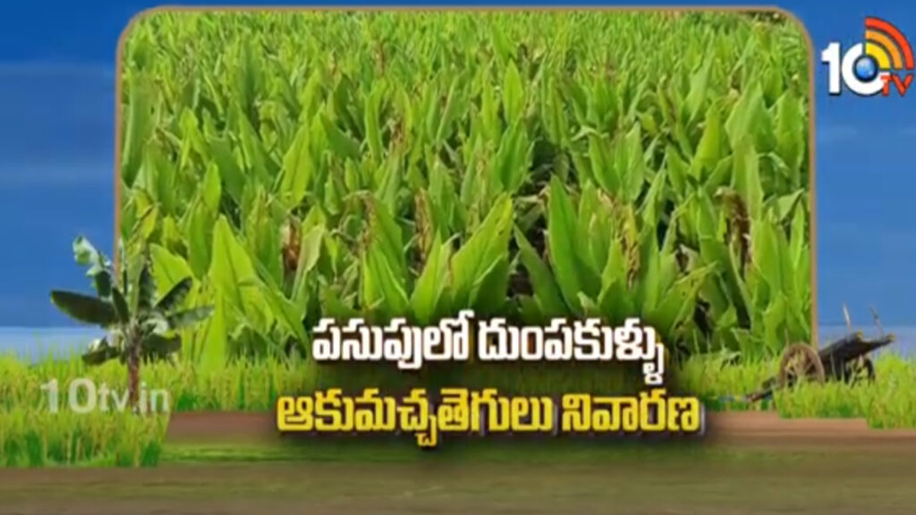 Pest Control in Turmeric Crop