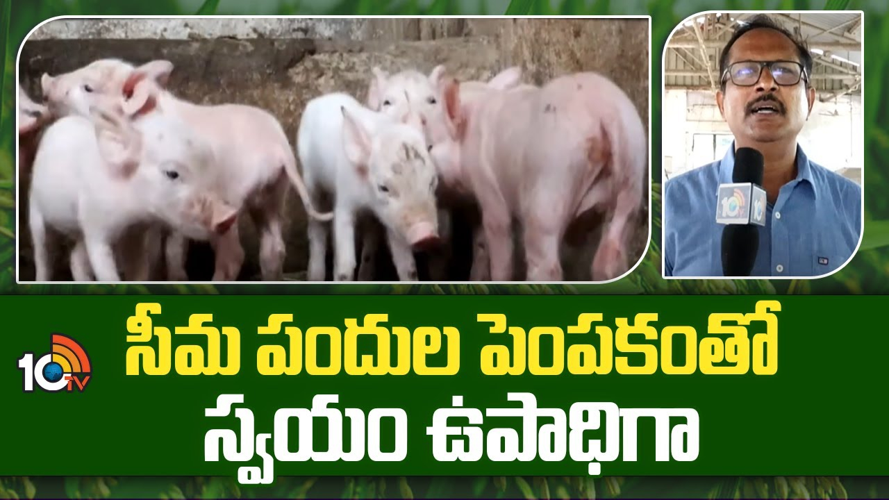 Pig Farming : మెరుగైన ఉపాధి పరిశ్రమగా విదేశీ పందుల పెంపకం – వాణిజ్య సరళిలో చేపడితే అధిక లాభాలు Pig Farming : మెరుగైన ఉపాధి పరిశ్రమగా విదేశీ పందుల పెంపకం – వాణిజ్య సరళిలో చేపడితే అధిక లాభాలు
