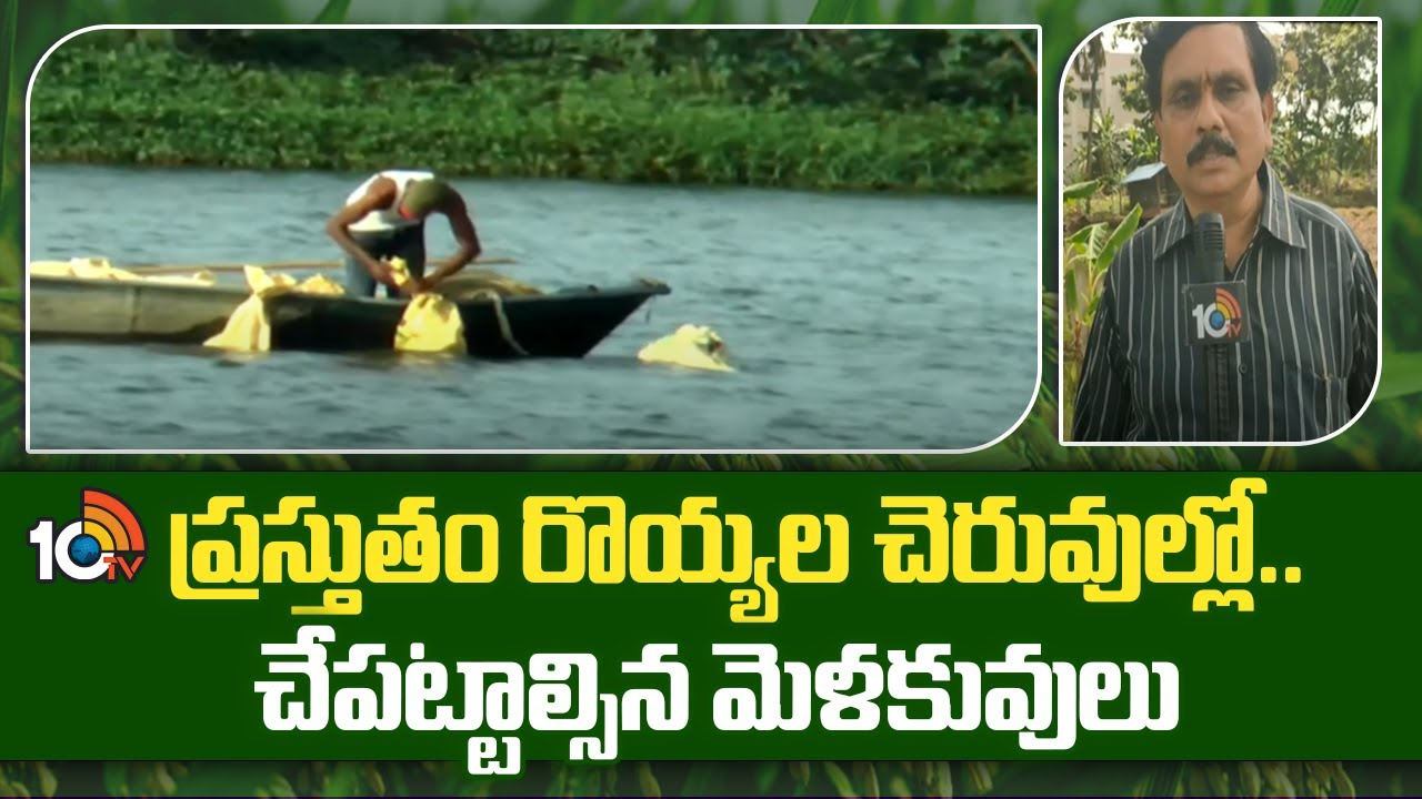 Prawn Cultivation : ప్రస్తుతం రొయ్యల చెరువుల్లో.. చేపట్టాల్సిన మెళకువులు Prawn Cultivation : ప్రస్తుతం రొయ్యల చెరువుల్లో.. చేపట్టాల్సిన మెళకువులు