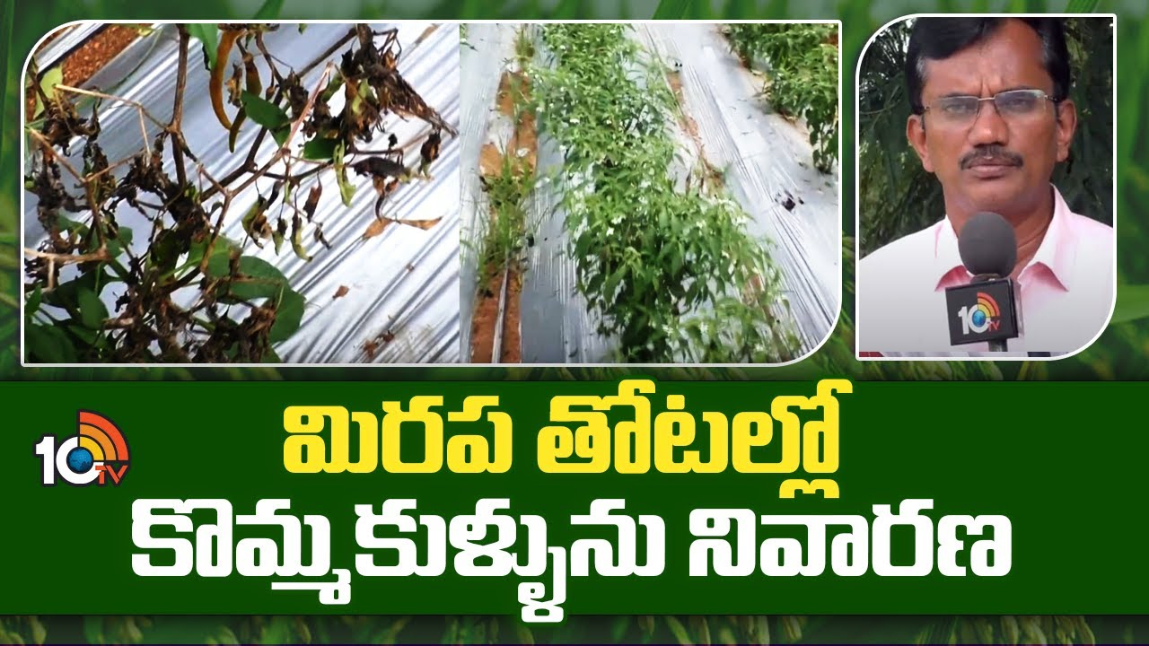 Chilli Plantations : మిరపలో కొమ్మకుళ్లు తెగులు ఉధృతి – నివారణకు శాస్త్రవేత్తల సూచనలు Chilli Plantations : మిరపలో కొమ్మకుళ్లు తెగులు ఉధృతి – నివారణకు శాస్త్రవేత్తల సూచనలు