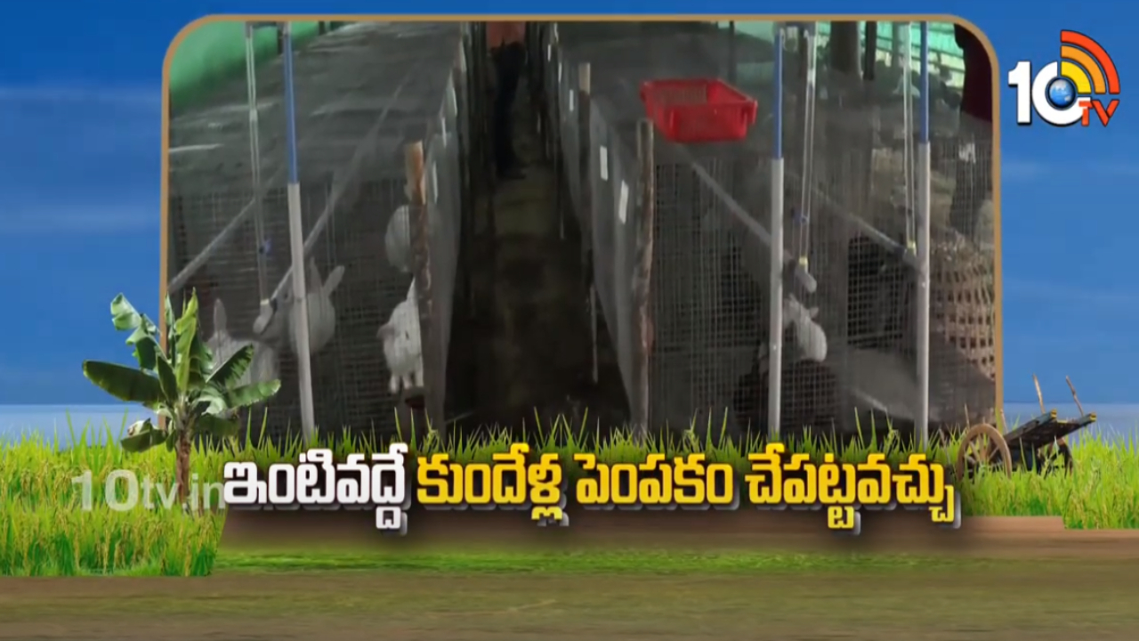 Rabbit Farming : తక్కువ పెట్టుబడి… అధిక దిగుబడి – ఉపాధిగా మారుతున్న కుందేళ్ల పెంపకం Rabbit Farming : తక్కువ పెట్టుబడి… అధిక దిగుబడి – ఉపాధిగా మారుతున్న కుందేళ్ల పెంపకం