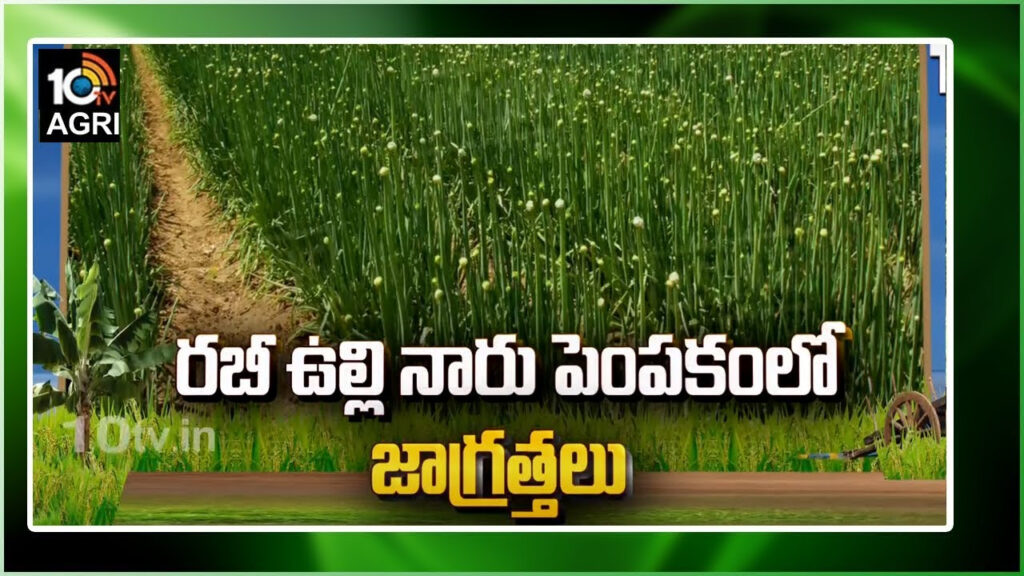 Rabi Onion Cultivation