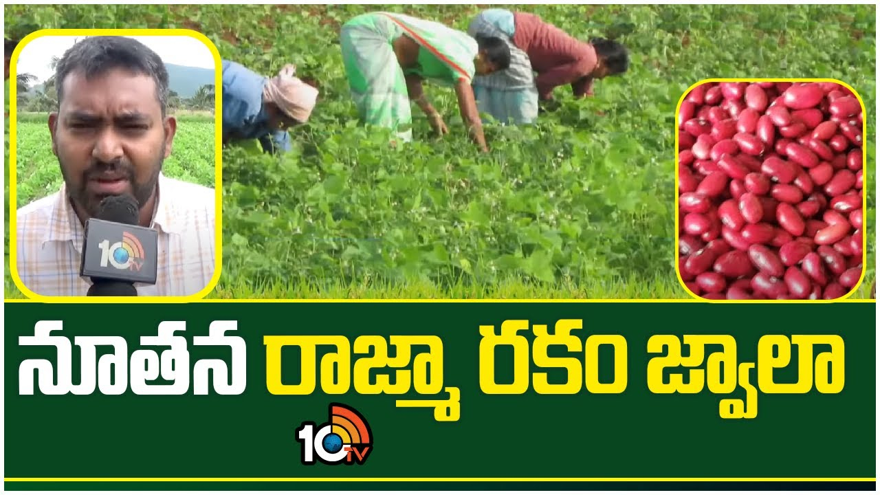 Rajma Cultivation : అధిక దిగుబడినిచ్చే నూతన రాజ్మా రకం జ్వాలా Rajma Cultivation : అధిక దిగుబడినిచ్చే నూతన రాజ్మా రకం జ్వాలా