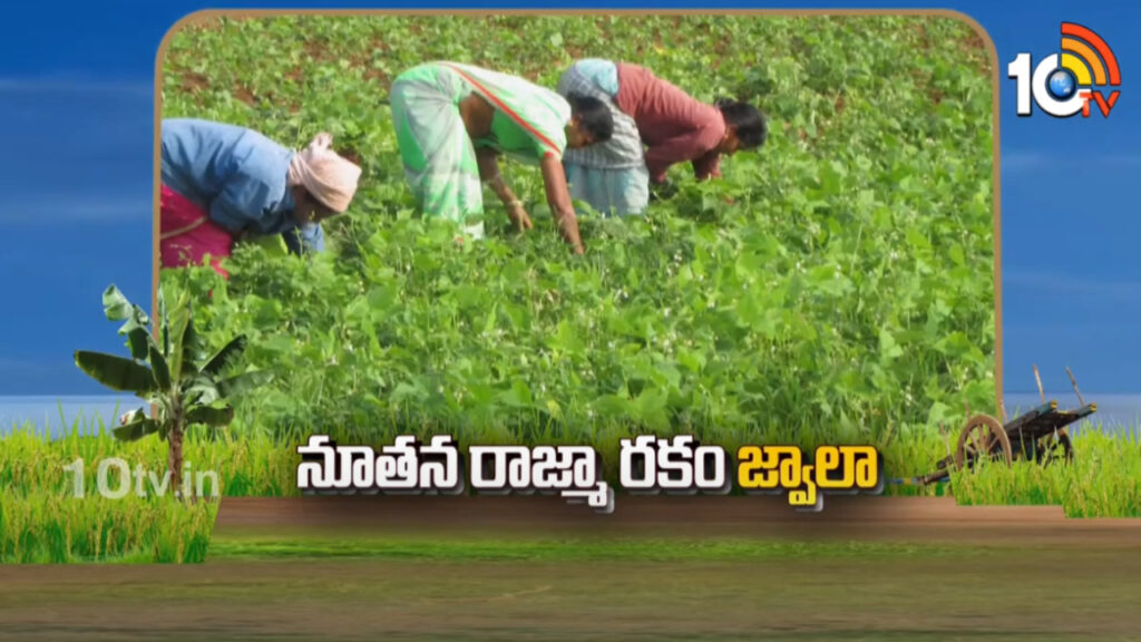 Rajma Cultivation