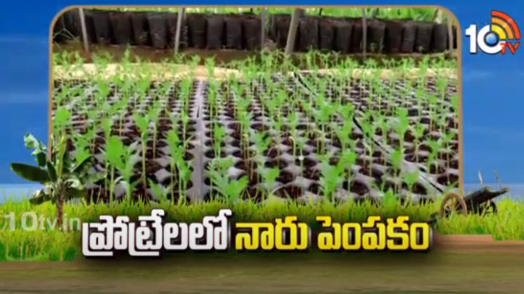 Seeding Cultivation Techniques