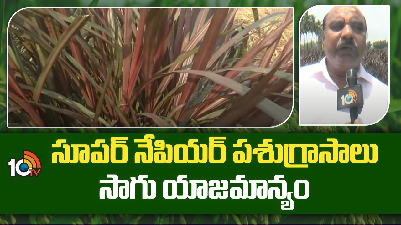 Napier Grass Cultivation : సూపర్ నేపియర్ పశుగ్రాసాలు శ్రీ సాగు యాజమాన్యం Napier Grass Cultivation : సూపర్ నేపియర్ పశుగ్రాసాలు శ్రీ సాగు యాజమాన్యం