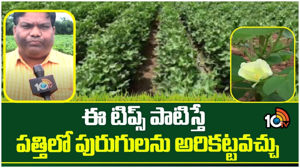 Tips for Prevent Insects in Cotton
