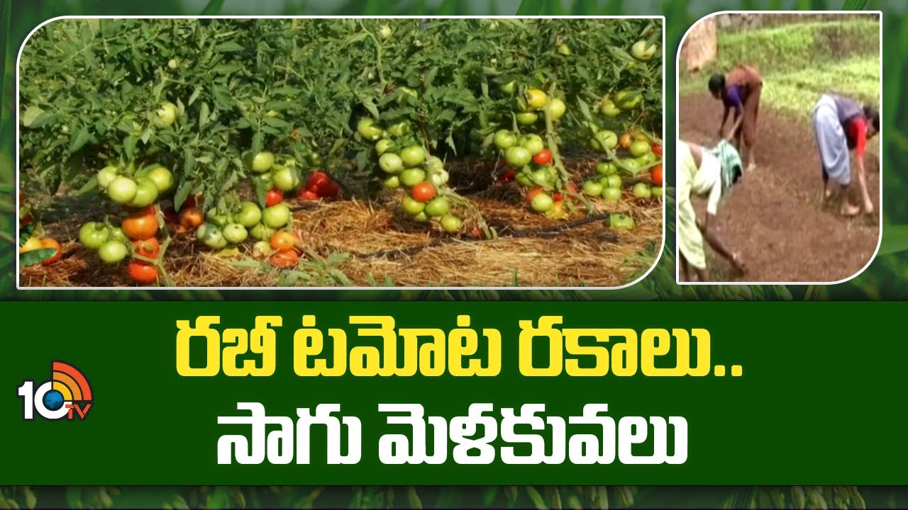 Rabi Season : శీతాకాలంకు అనువైన టమాట రకాలు – సాగులో చేపట్టాల్సిన సమగ్ర యాజమాన్యం Rabi Season : శీతాకాలంకు అనువైన టమాట రకాలు – సాగులో చేపట్టాల్సిన సమగ్ర యాజమాన్యం