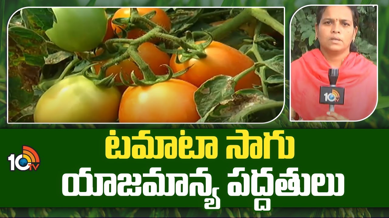 Tomato Cultivation : రబీకి అనువైన టమాట రకాలు – అధిక దిగుబడికి మేలైన యాజమాన్యం Tomato Cultivation : రబీకి అనువైన టమాట రకాలు – అధిక దిగుబడికి మేలైన యాజమాన్యం