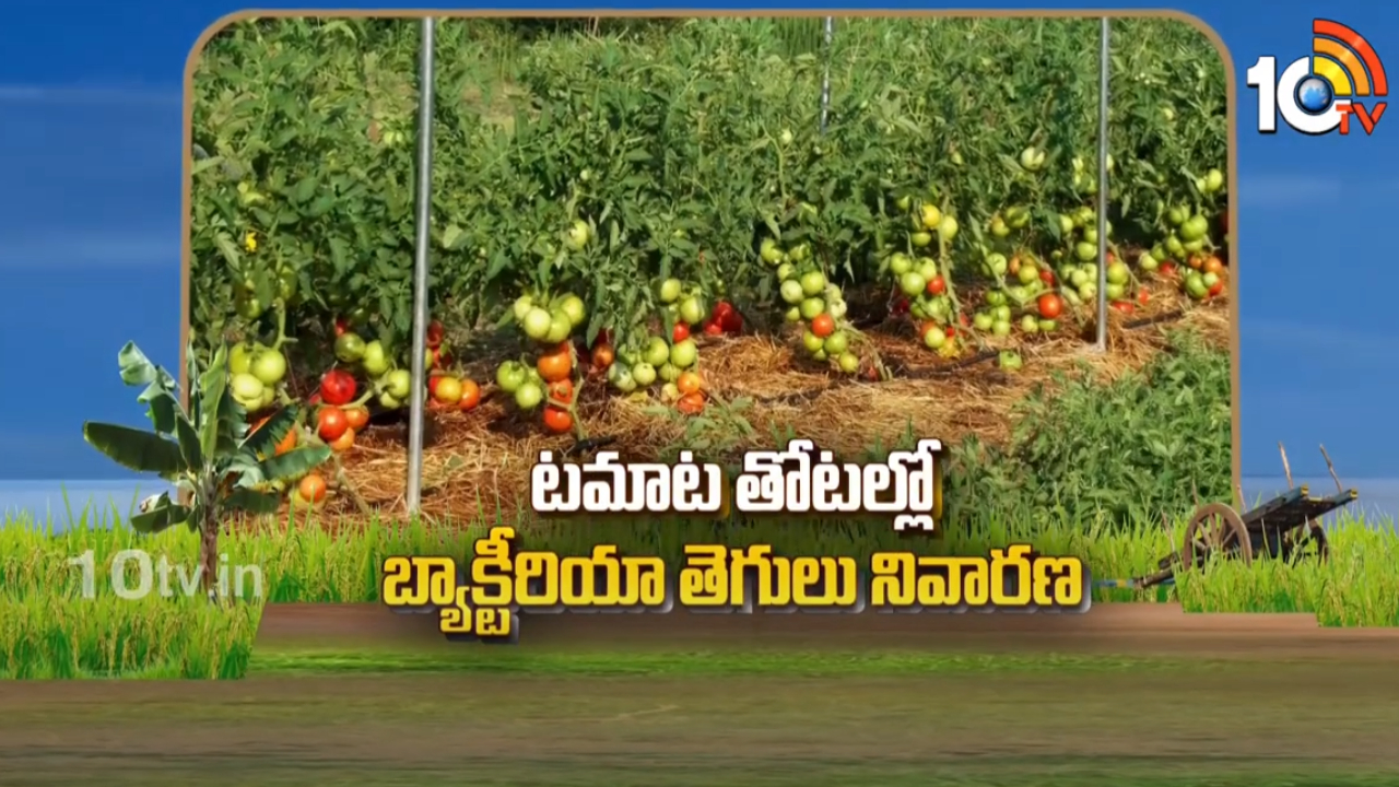 Tomato Cultivation : టమాట తోటల్లో బ్యాక్టీరియా తెగులు నివారణ Tomato Cultivation : టమాట తోటల్లో బ్యాక్టీరియా తెగులు నివారణ